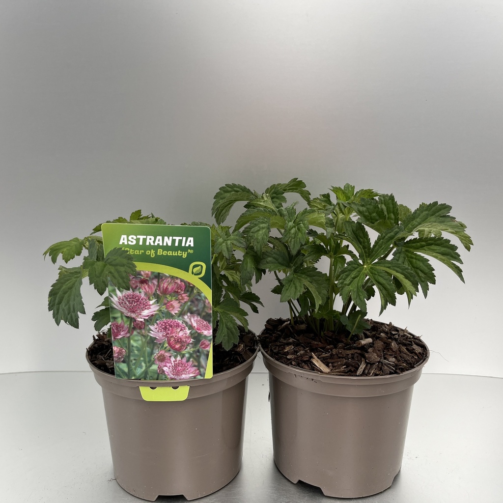 [ASTSOBEA-C2] Astrantia 'Star of Beauty'®