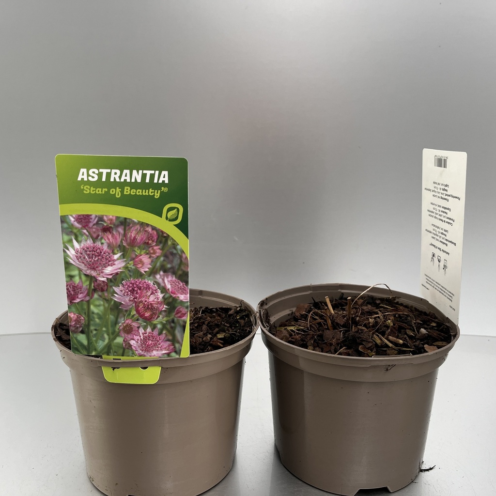 [ASTSOBEA-C2] Astrantia 'Star of Beauty'®