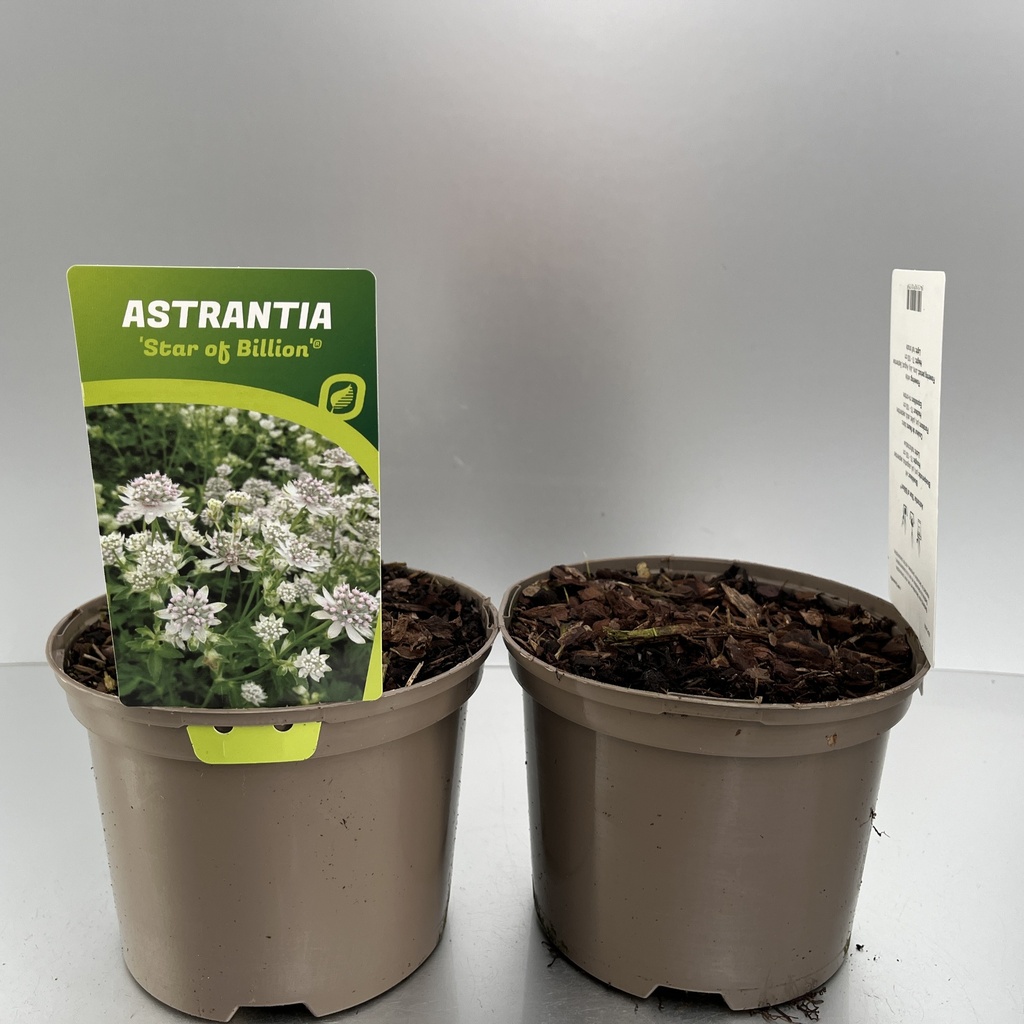 [ASTSOBIL-C2] Astrantia 'Star of Billion'®