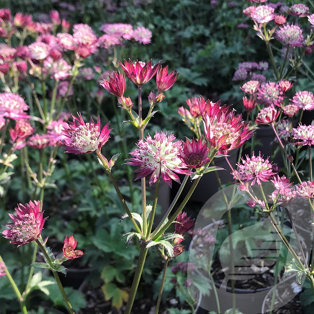 [ASTSOLOV-C2] Astrantia 'Star of Love'®