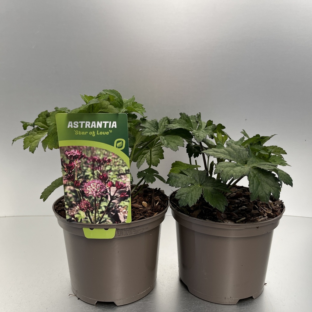 [ASTSOLOV-C2] Astrantia 'Star of Love'®