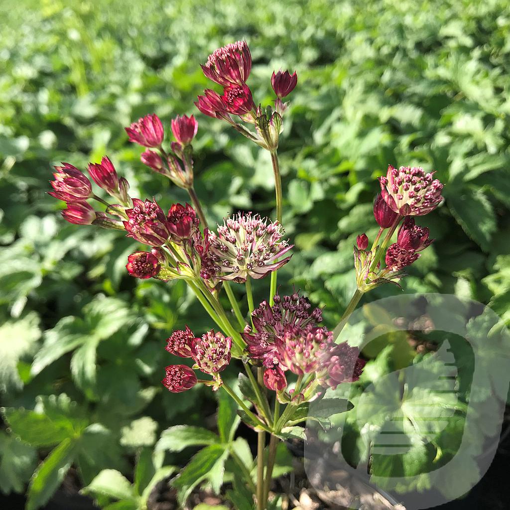 [ASTSOPAS-C2] Astrantia 'Star of Passion'®