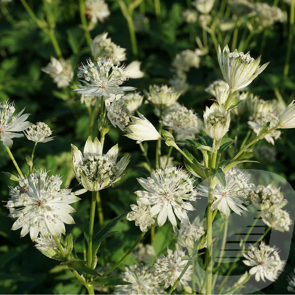 [ASTSSTAR-C2] Astrantia 'Snow Star'®