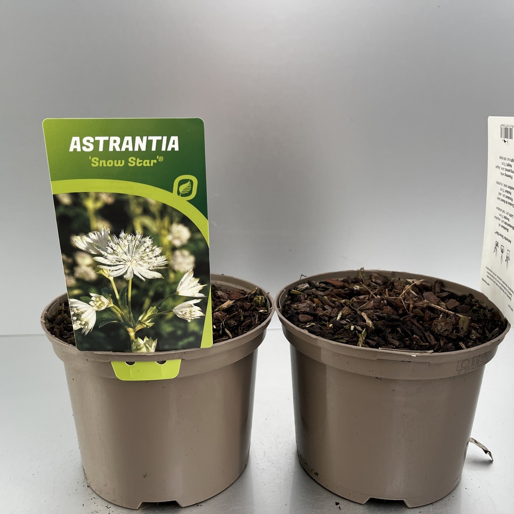 [ASTSSTAR-C2] Astrantia 'Snow Star'®