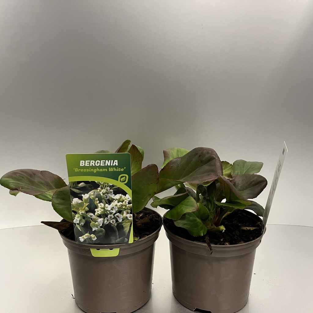 [BERBWHIT-C2] Bergenia 'Bressingham White'