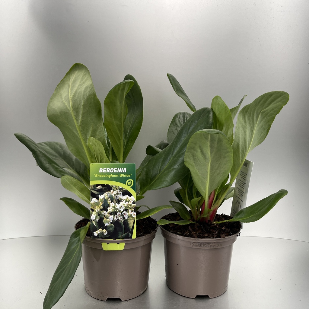 [BERBWHIT-C2] Bergenia 'Bressingham White'
