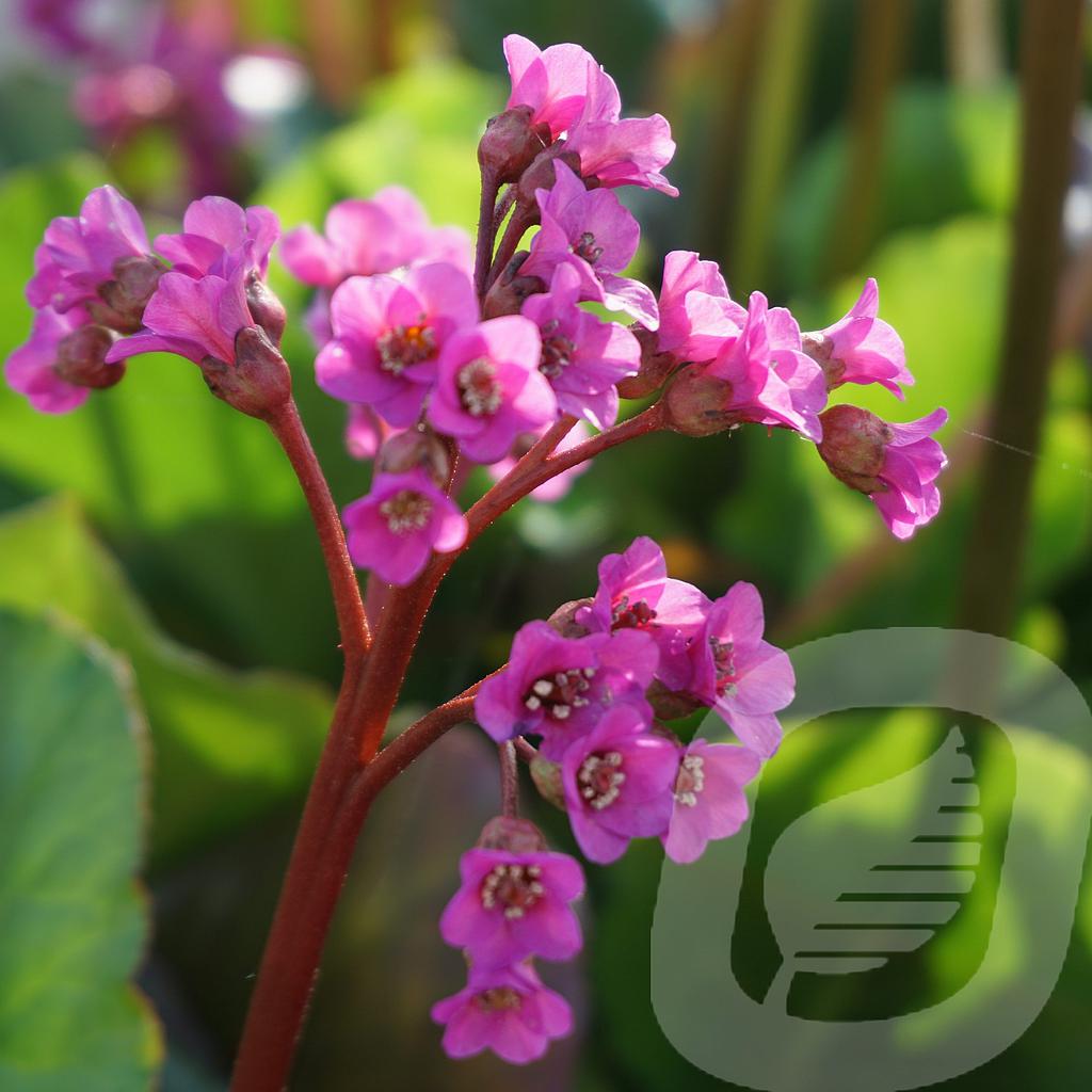 [BERCORDI-C2] Bergenia cordifolia