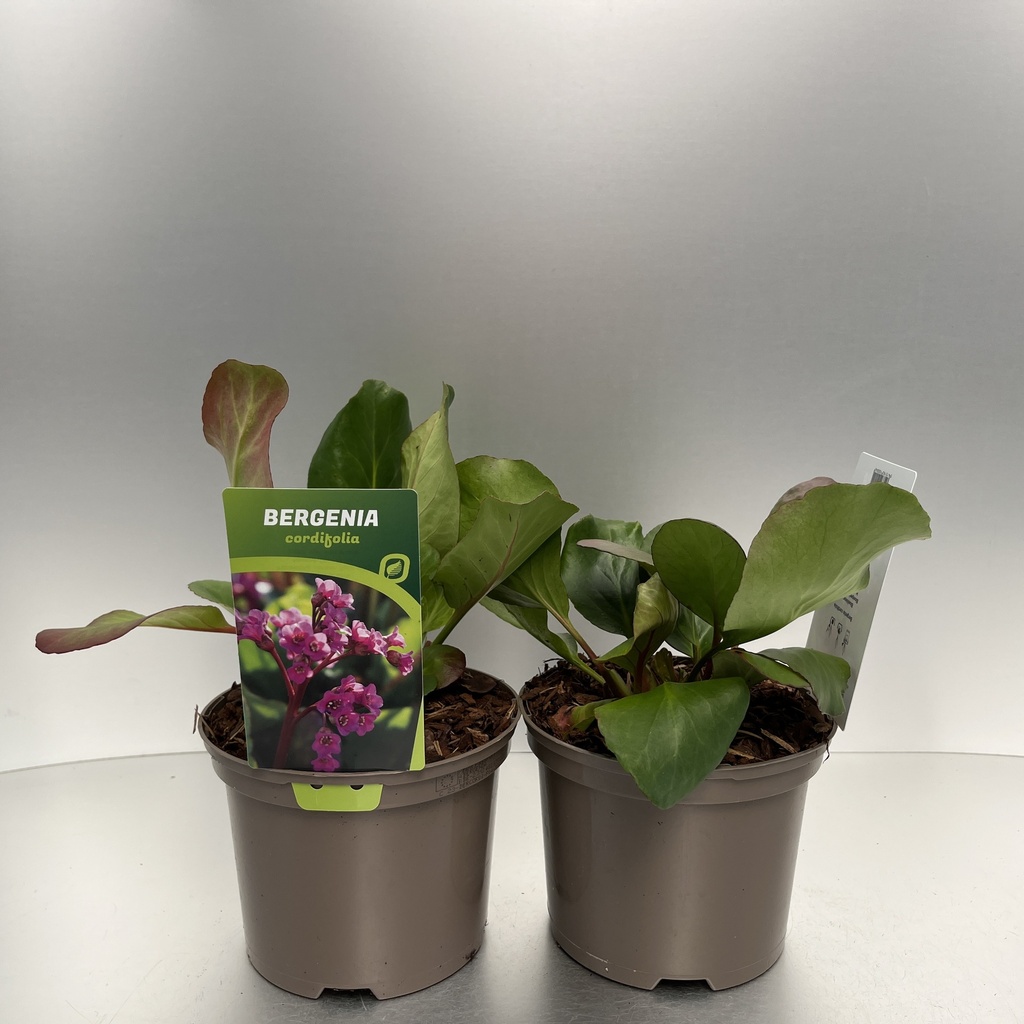 [BERCORDI-C2] Bergenia cordifolia