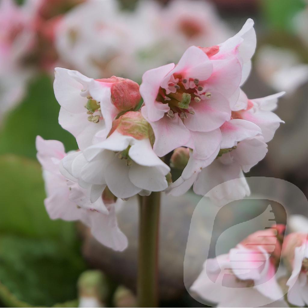 [BERHARZK-C2] Bergenia 'Harzkristall'