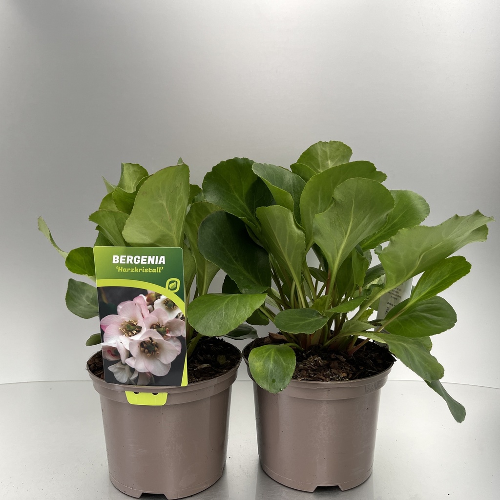 [BERHARZK-C2] Bergenia 'Harzkristall'