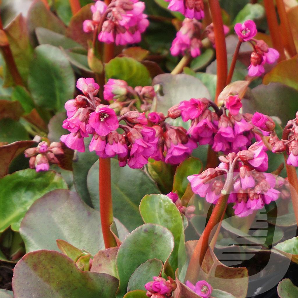 [BEROUVER-C2] Bergenia 'Ouverture'