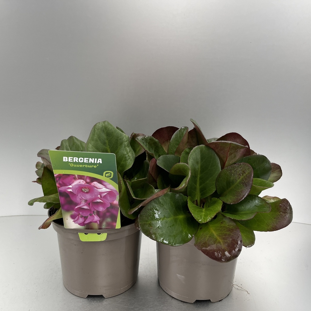 [BEROUVER-C2] Bergenia 'Ouverture'