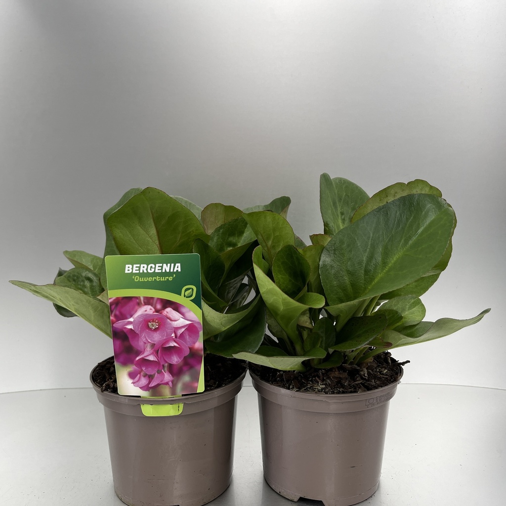 [BEROUVER-C2] Bergenia 'Ouverture'