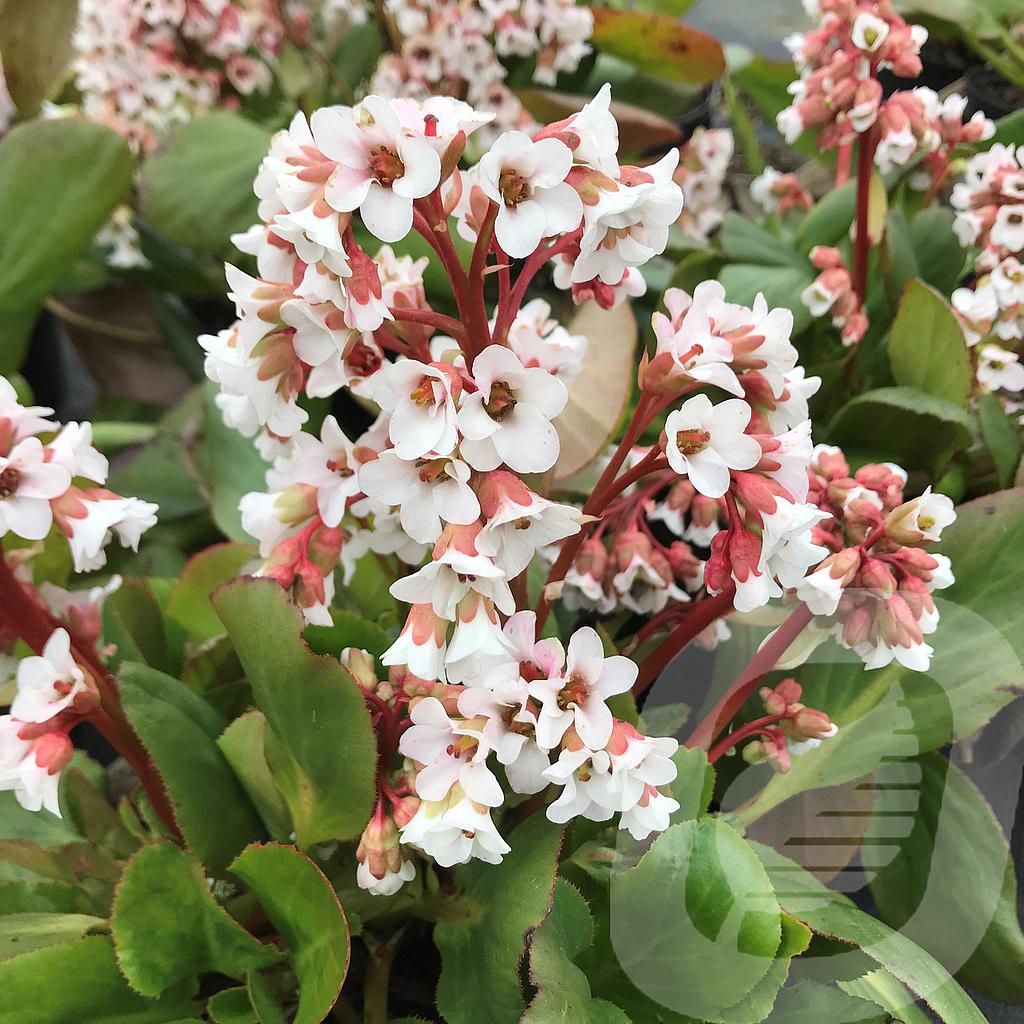 [BERSILBE-C2] Bergenia 'Silberlicht'