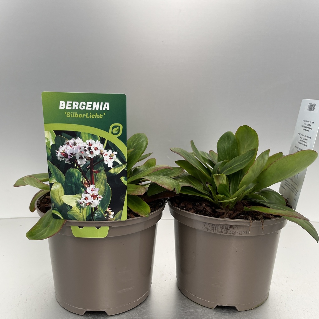 [BERSILBE-C2] Bergenia 'Silberlicht'