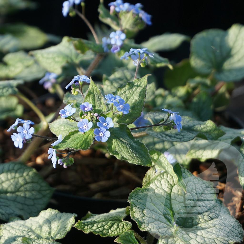 [BRUAGREA-C2] Brunnera macr. 'Alexander's Great'®