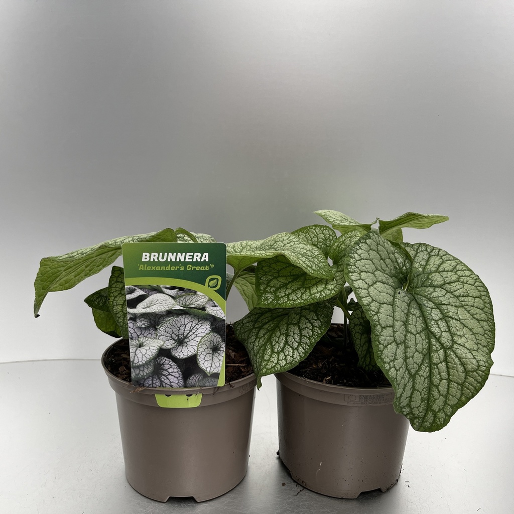 [BRUAGREA-C2] Brunnera macr. 'Alexander's Great'®