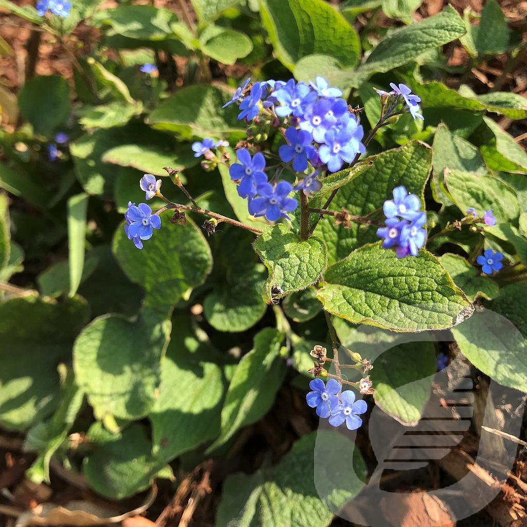 [BRUMACRO-C2] Brunnera macrophylla