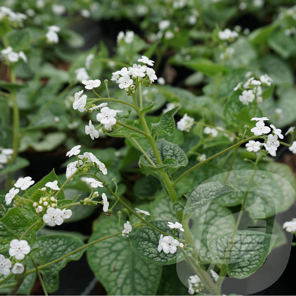 [BRUMMORS-C2] Brunnera macr. 'Mr. Morse'