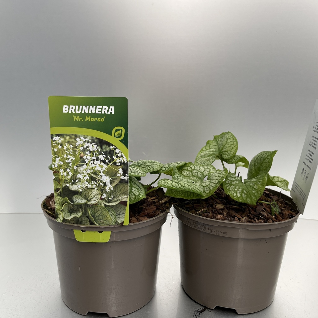 [BRUMMORS-C2] Brunnera macr. 'Mr. Morse'