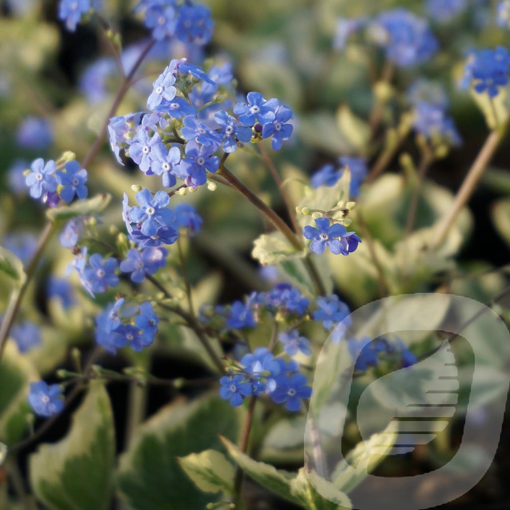 [BRUVARIE-C2] Brunnera macr. 'Variegata'