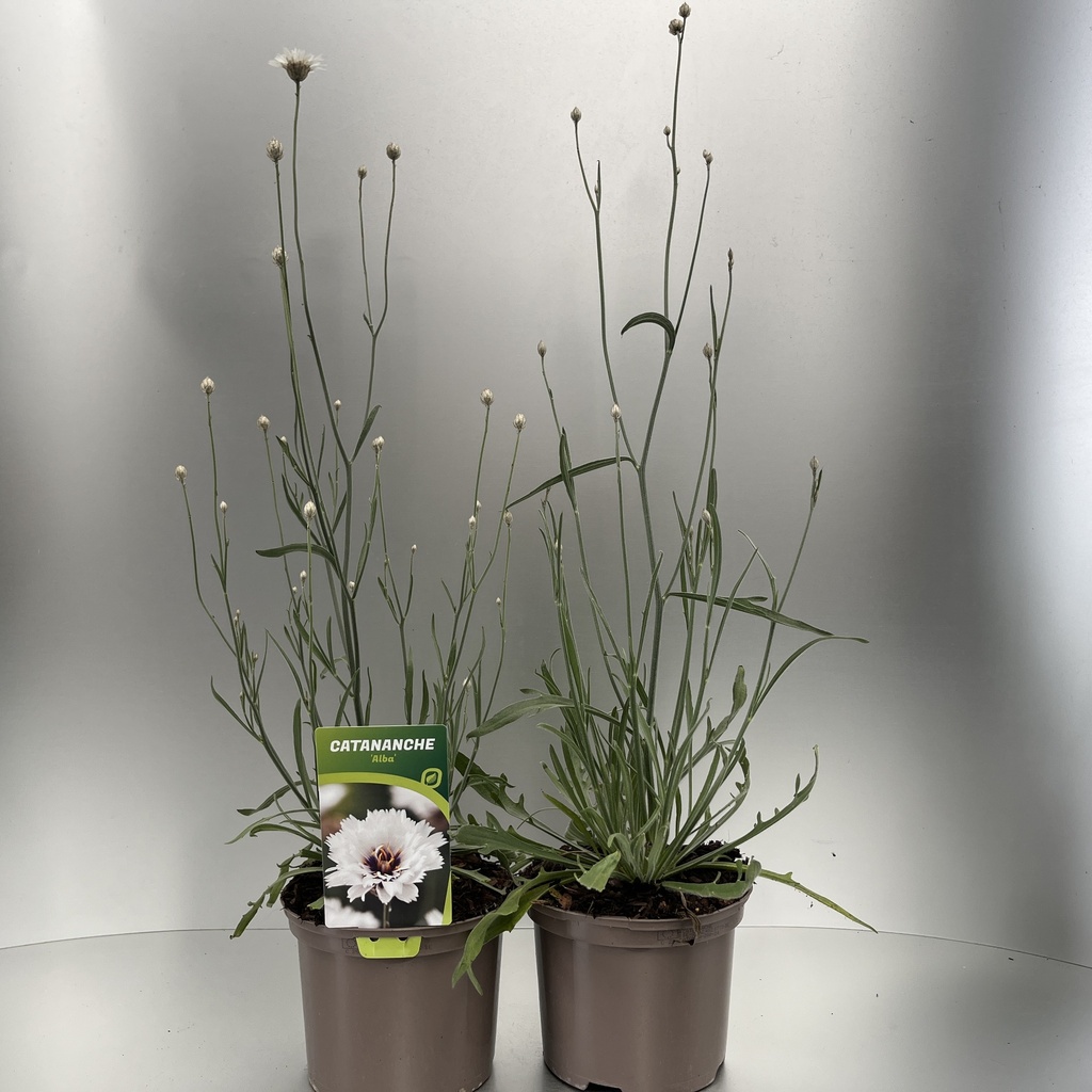 [CATALBA-C2] Catananche caerulea 'Alba'