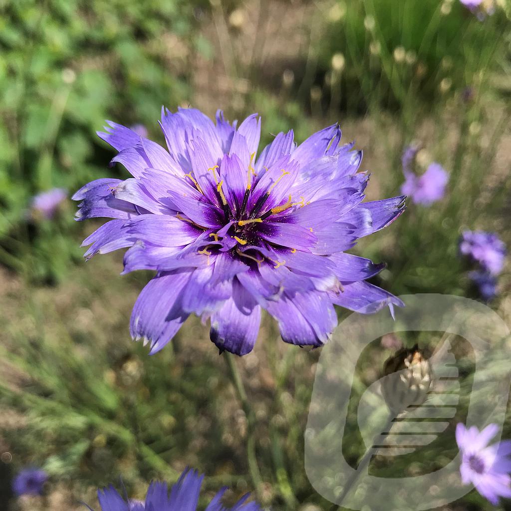 [CATCAERU-C2] Catananche caerulea