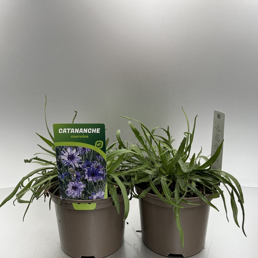 [CATCAERU-C2] Catananche caerulea