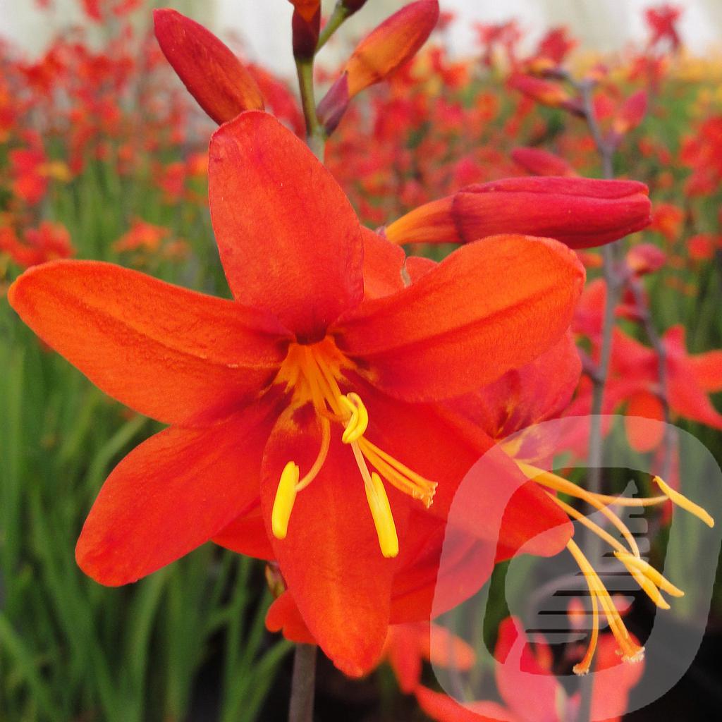 [CROBABYL-C2] Crocosmia 'Babylon'