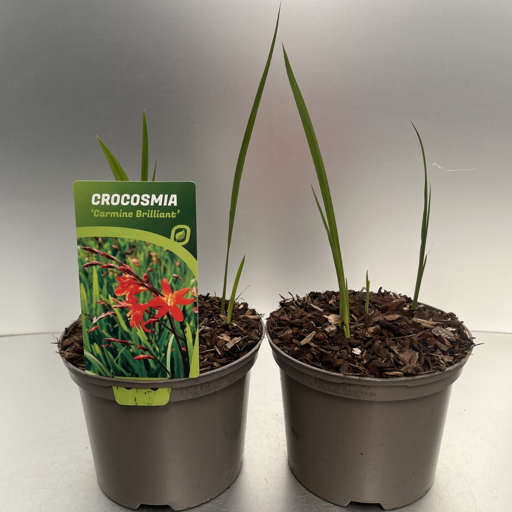[CROCBRIL-C2] Crocosmia 'Carmine Brilliant'