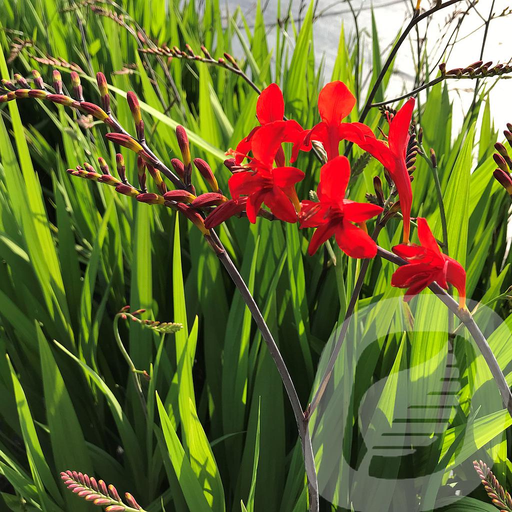 [CROEMBER-C2] Crocosmia 'Emberglow'