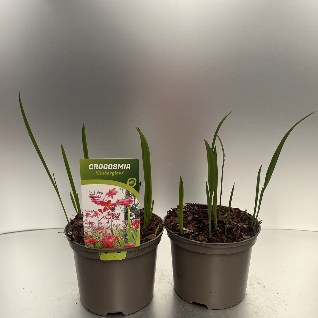[CROEMBER-C2] Crocosmia 'Emberglow'