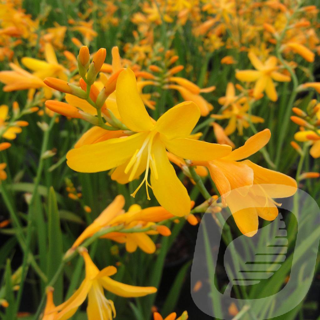 [CROGDAVI-C2] Crocosmia 'George Davison'