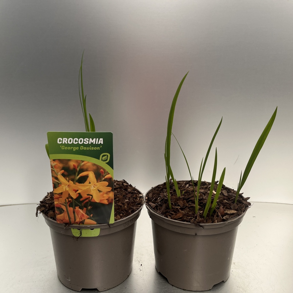 [CROGDAVI-C2] Crocosmia 'George Davison'