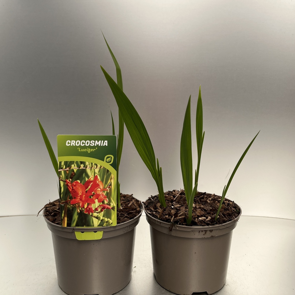 [CROLUCIF-C2] Crocosmia 'Lucifer'