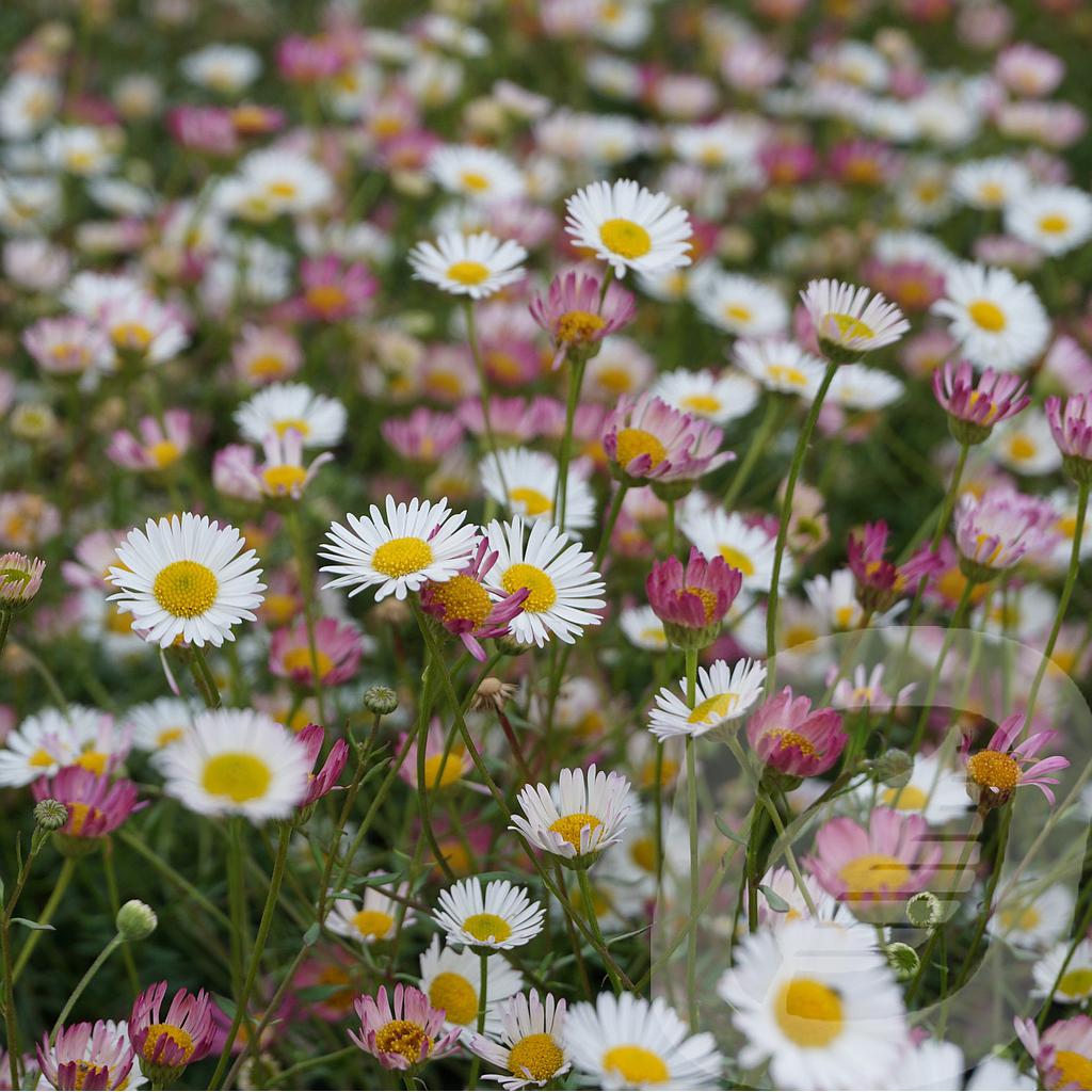 [ERIKARVI-C2] Erigeron karvinskianus