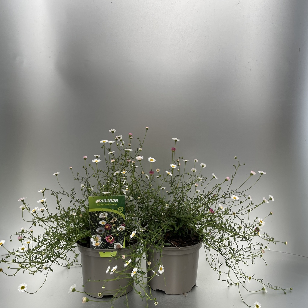 [ERIKARVI-C2] Erigeron karvinskianus