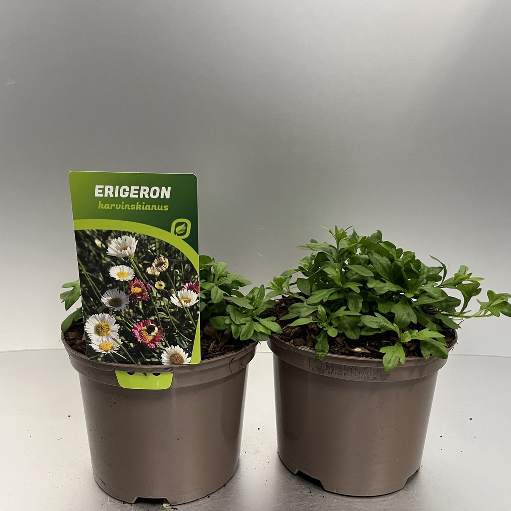 [ERIKARVI-C2] Erigeron karvinskianus
