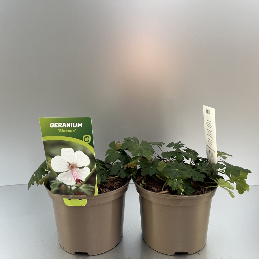 [GERBIOKO-C2] Geranium cant. 'Biokovo'