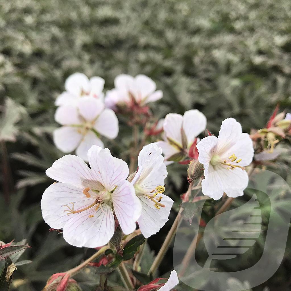 [GERBNWHI-C2] Geranium prat. 'Black n' White'