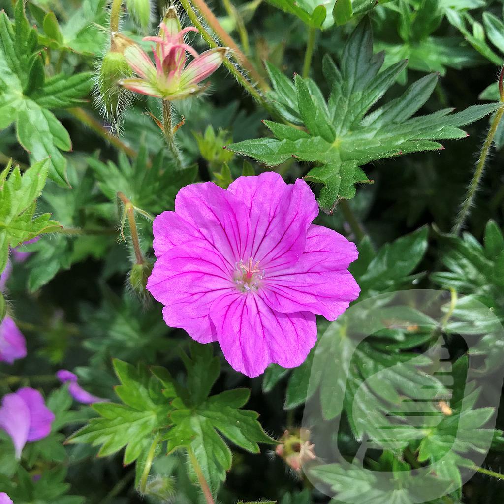 [GERBTURT-C2] Geranium 'Blushing Turtle'®