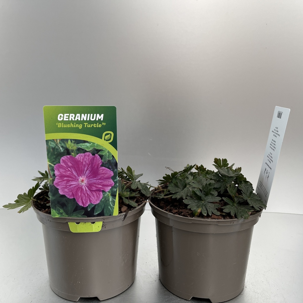 [GERBTURT-C2] Geranium 'Blushing Turtle'®