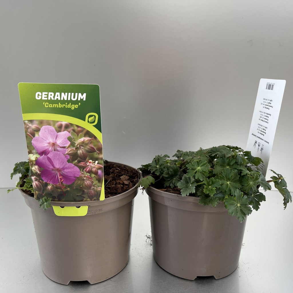 [GERCAMBR-C2] Geranium cant. 'Cambridge'