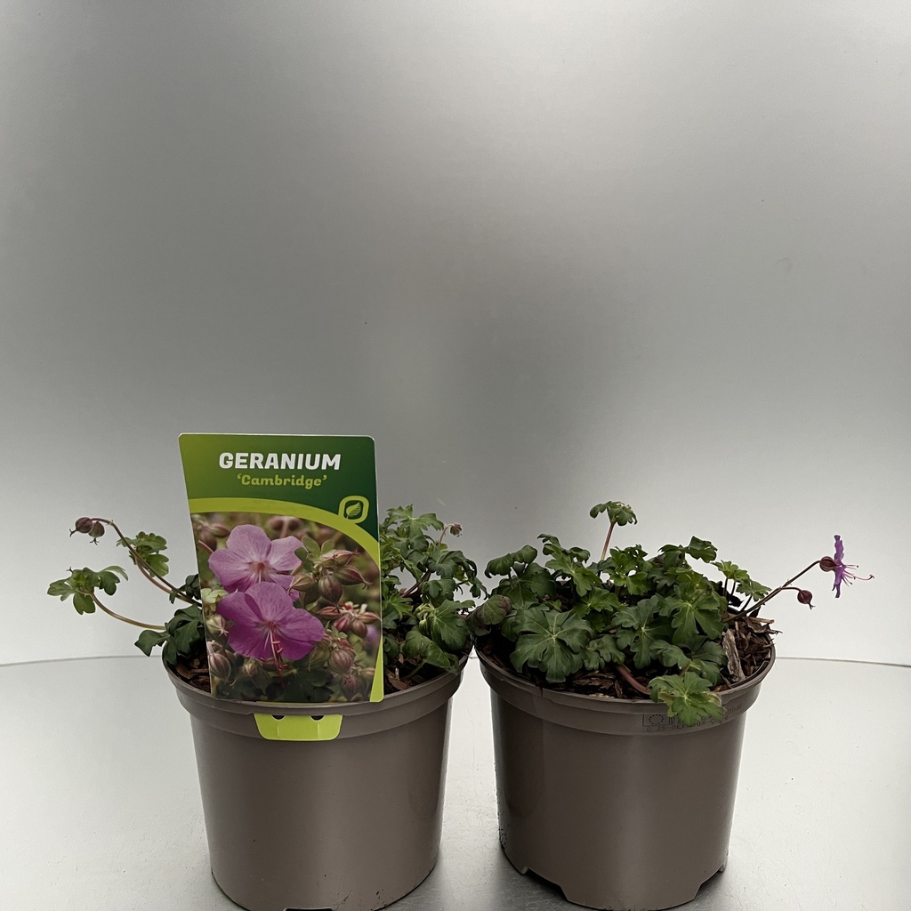 [GERCAMBR-C2] Geranium cant. 'Cambridge'