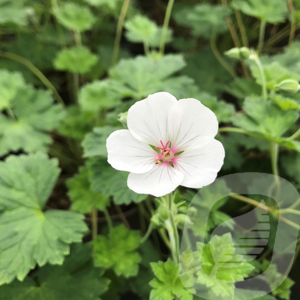 [GERCWHIT-C2] Geranium 'Coombland White'