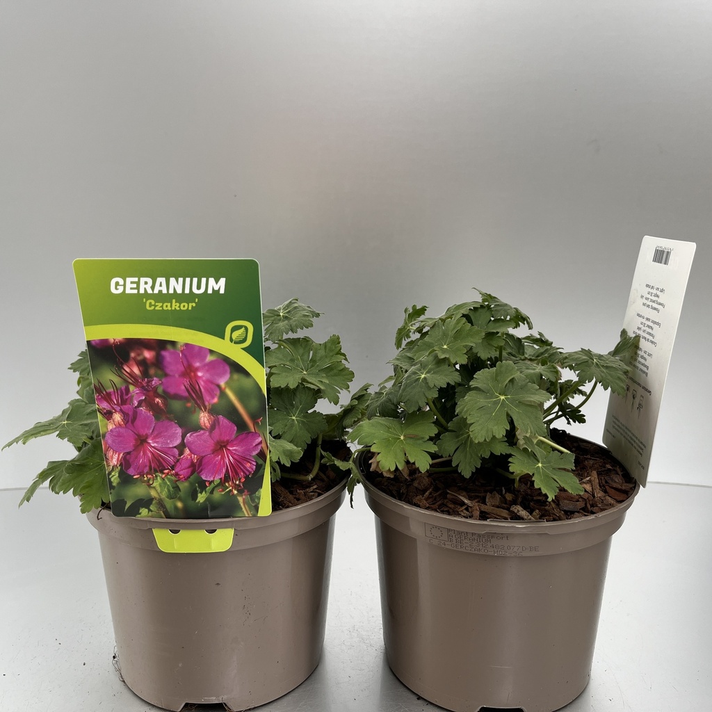 [GERCZAKO-C2] Geranium macr. 'Czakor'