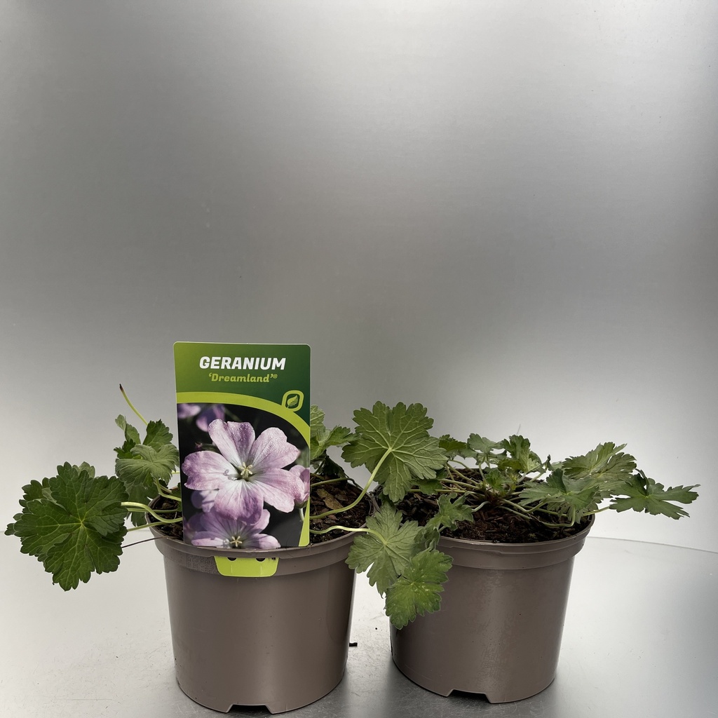 [GERDREAM-C2] Geranium 'Dreamland'®