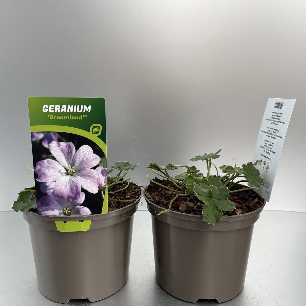 [GERDREAM-C2] Geranium 'Dreamland'®