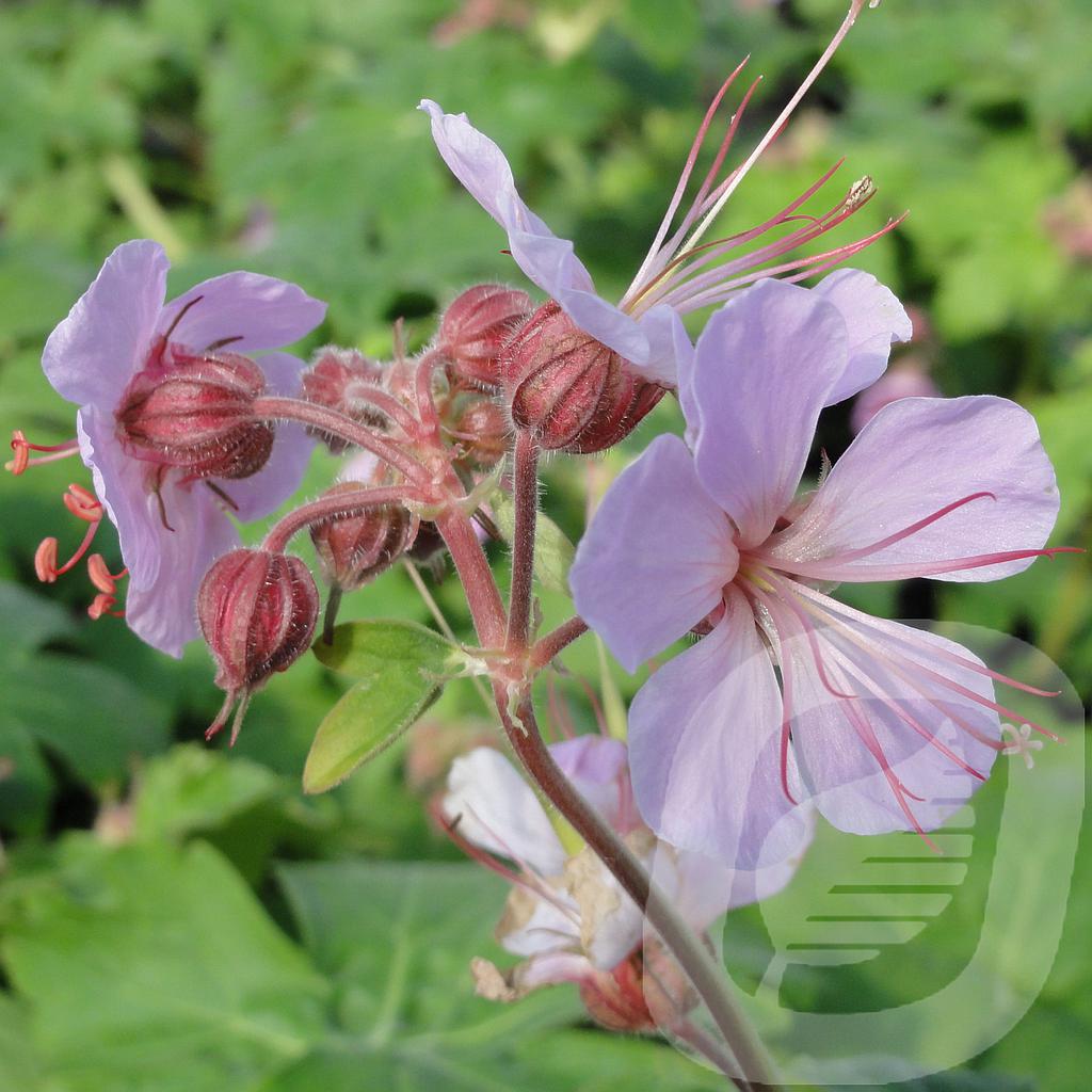 [GERIVARI-C2] Geranium macr. 'Ingwersen's Variety'