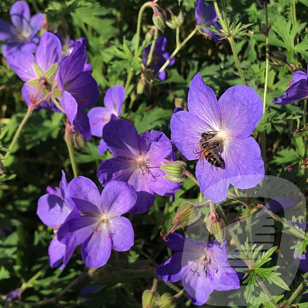 [GERJBLUE-C2] Geranium 'Johnson's Blue'